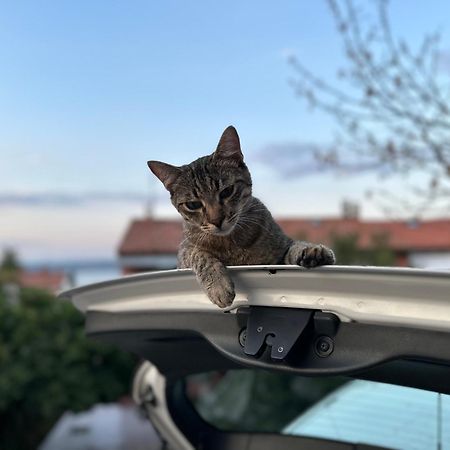 Pri Piratski Macki - At The Pirate Cat - Dal Gatto Pirata Capodistria Esterno foto